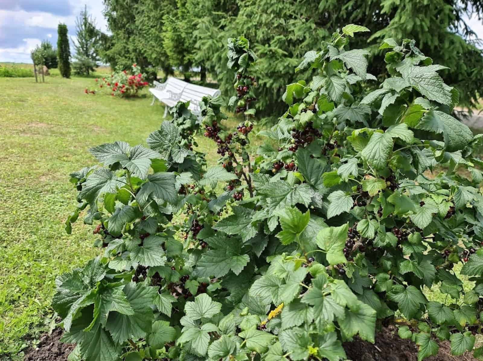 Senjorų Eldoradas