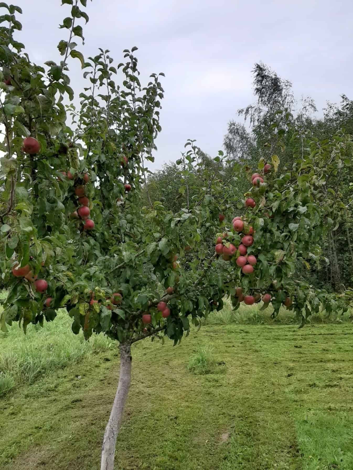 Senjorų Eldoradas