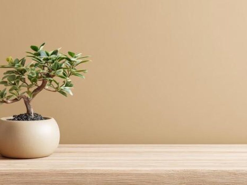 Mažas bonsai medelis, pasodintas apvaliame smėlio spalvos vazonėlyje, stovi ant šviesaus medinio paviršiaus prieš paprastą smėlio spalvos foną.