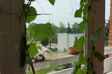 Social Care Division of Širvintos District Municipality Social Services Centre