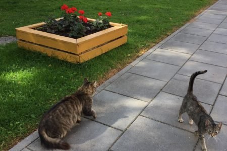 Senior Social Care Home