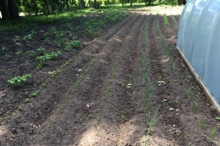 Rozalimo Švč. M. Marijos Vardo parapijos senjorų namai