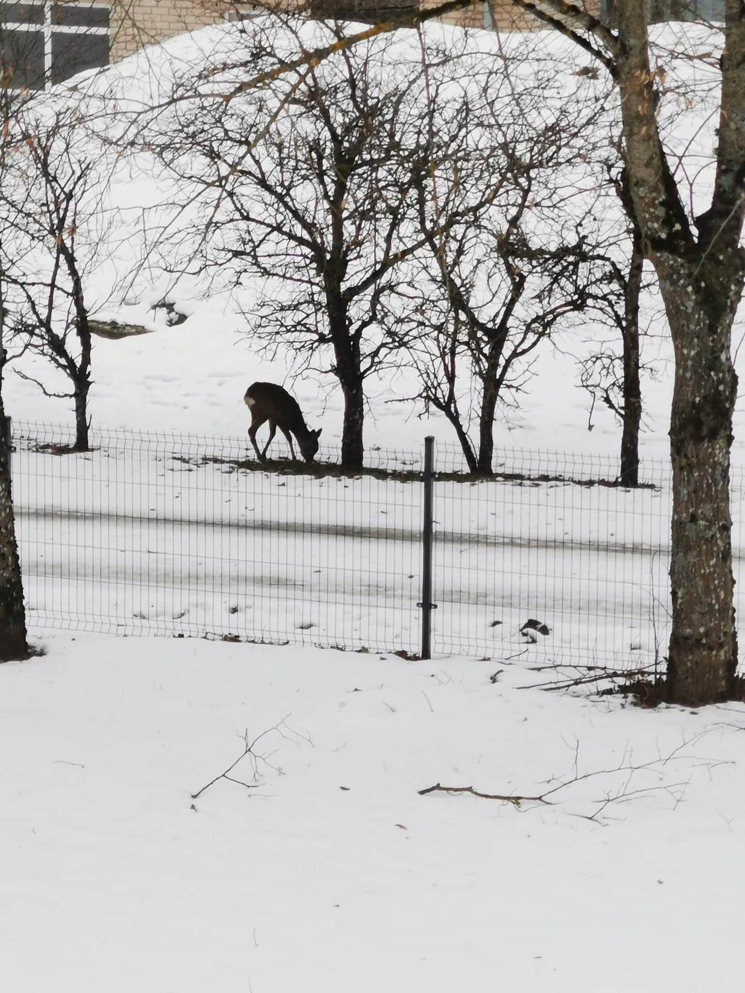 Pavandenės senjorų namai